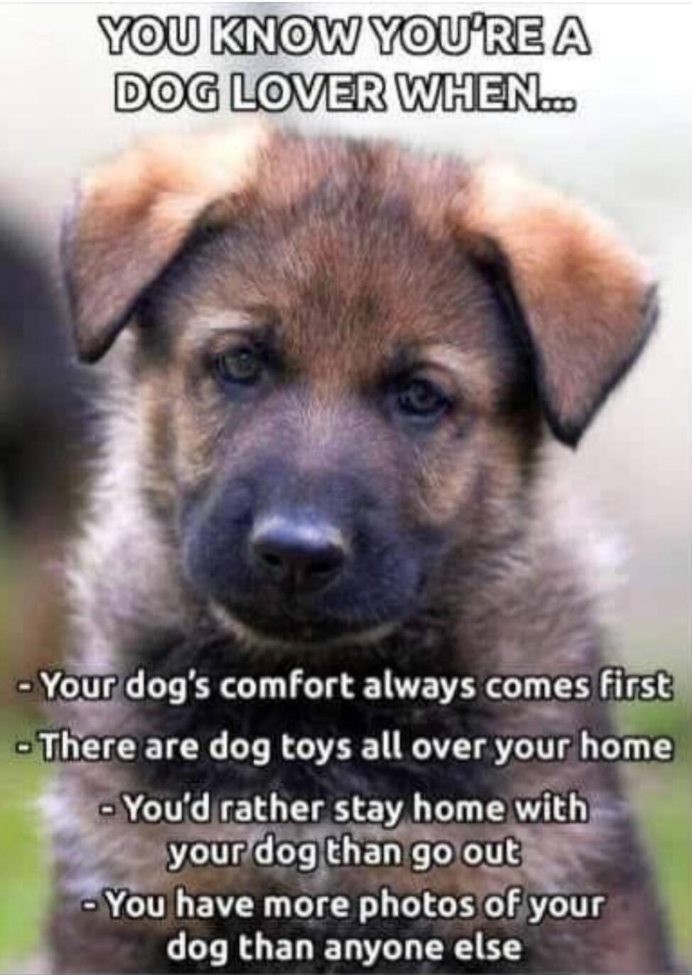 YOU KNOW YOU'RE A DOG LOVER WHEN... - Your dog's comfort always comes first - There are dog toys all over your home - You'd rather stay home with your dog than go out - You have more photos of your dog than anyone else