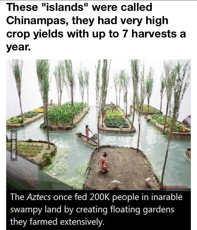 These islands were called Chinampas they had very high crop yields with up to 7 harvests a year The Aztecs once fed 200K people LEGEIETIES swampy land by creating floating gardens LU E I ROUEL TV A