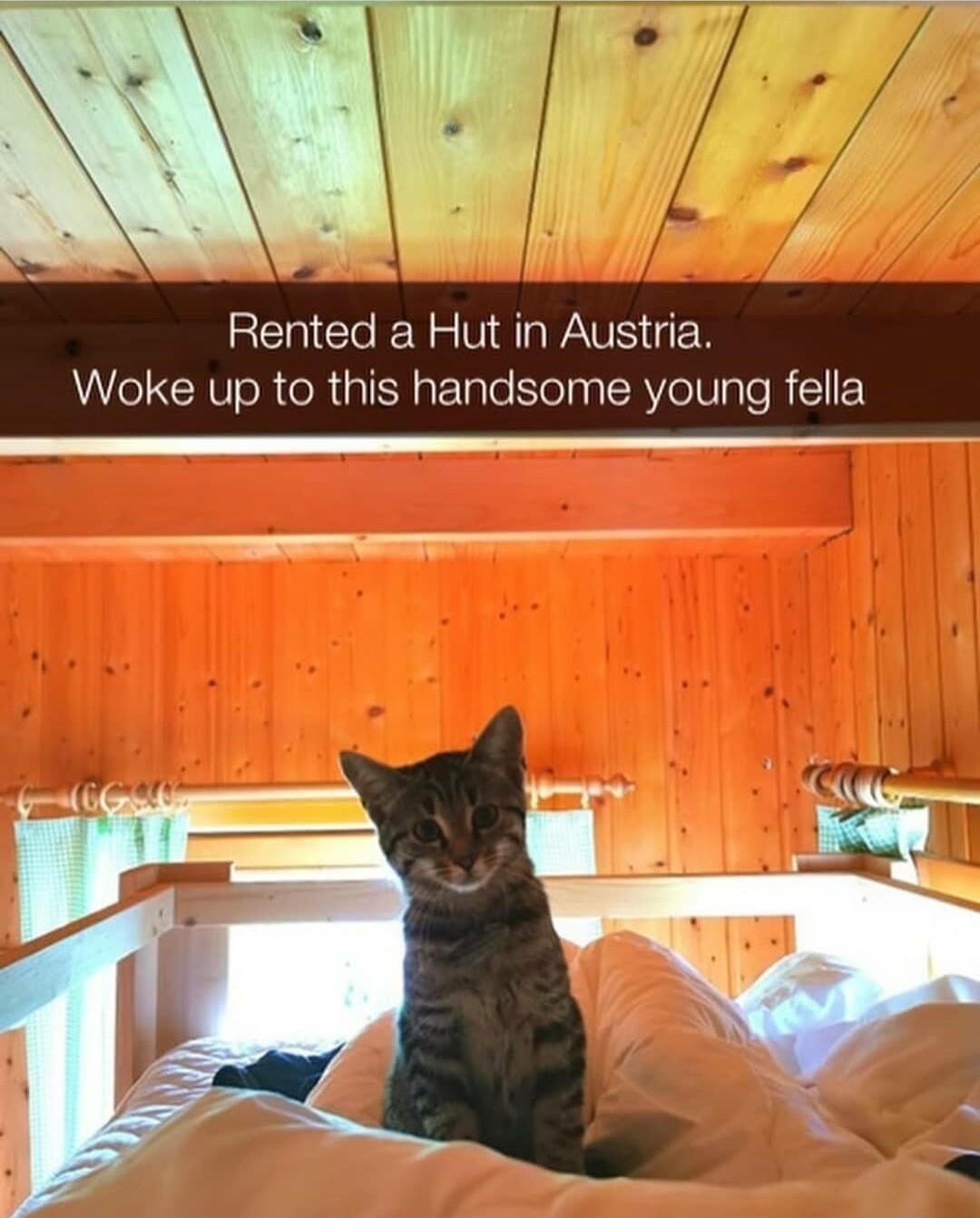 Rented a Hut in Austria Woke up to this handsome young fella