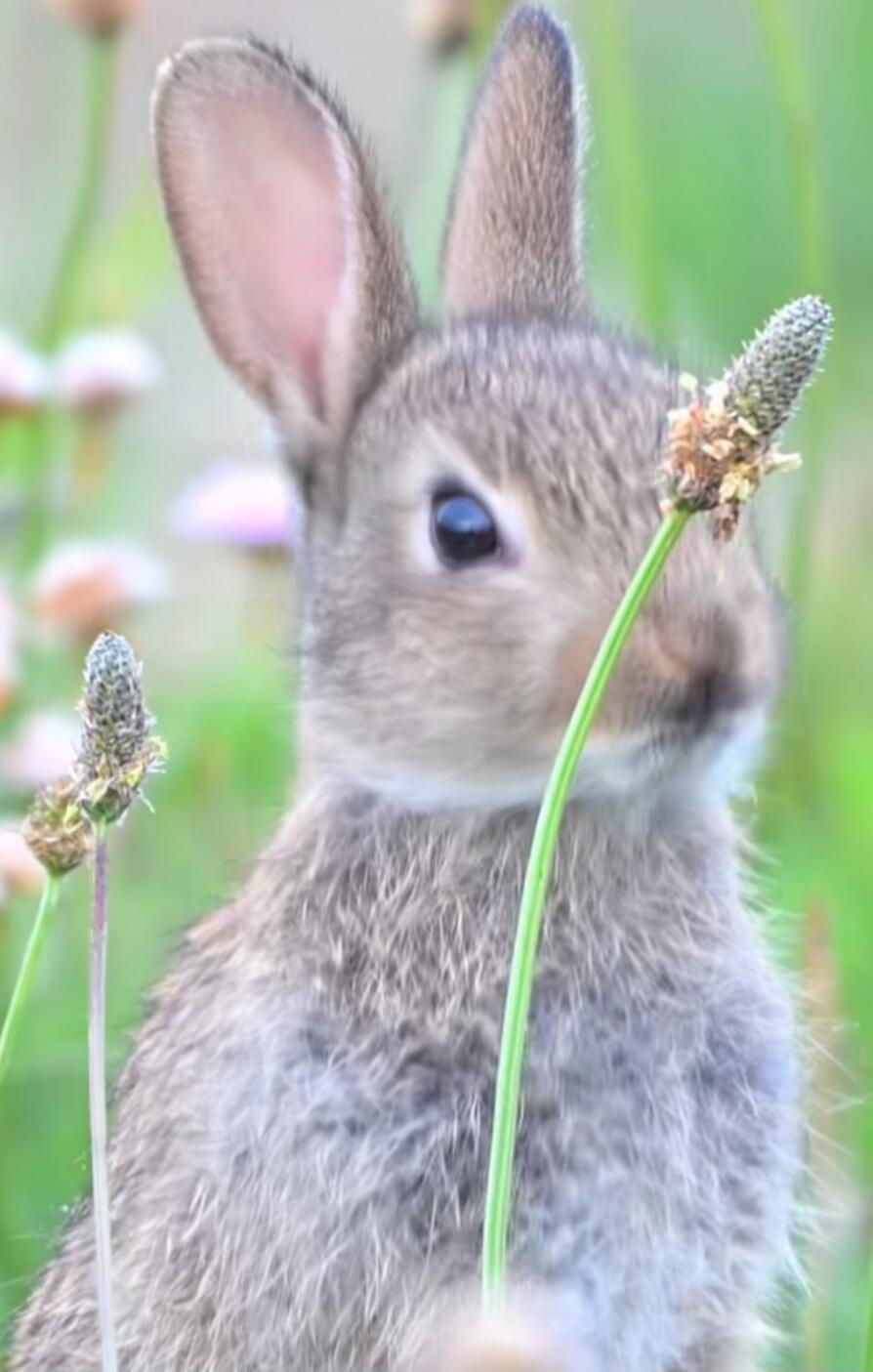 A small brown rabbit in a field of grass with blurred flowers in the background.