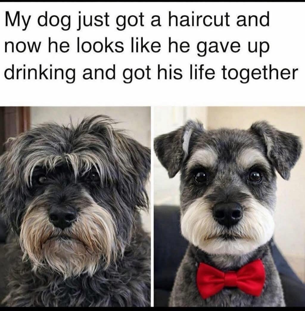 My dog just got a haircut and now he looks like he gave up drinking and got his life together