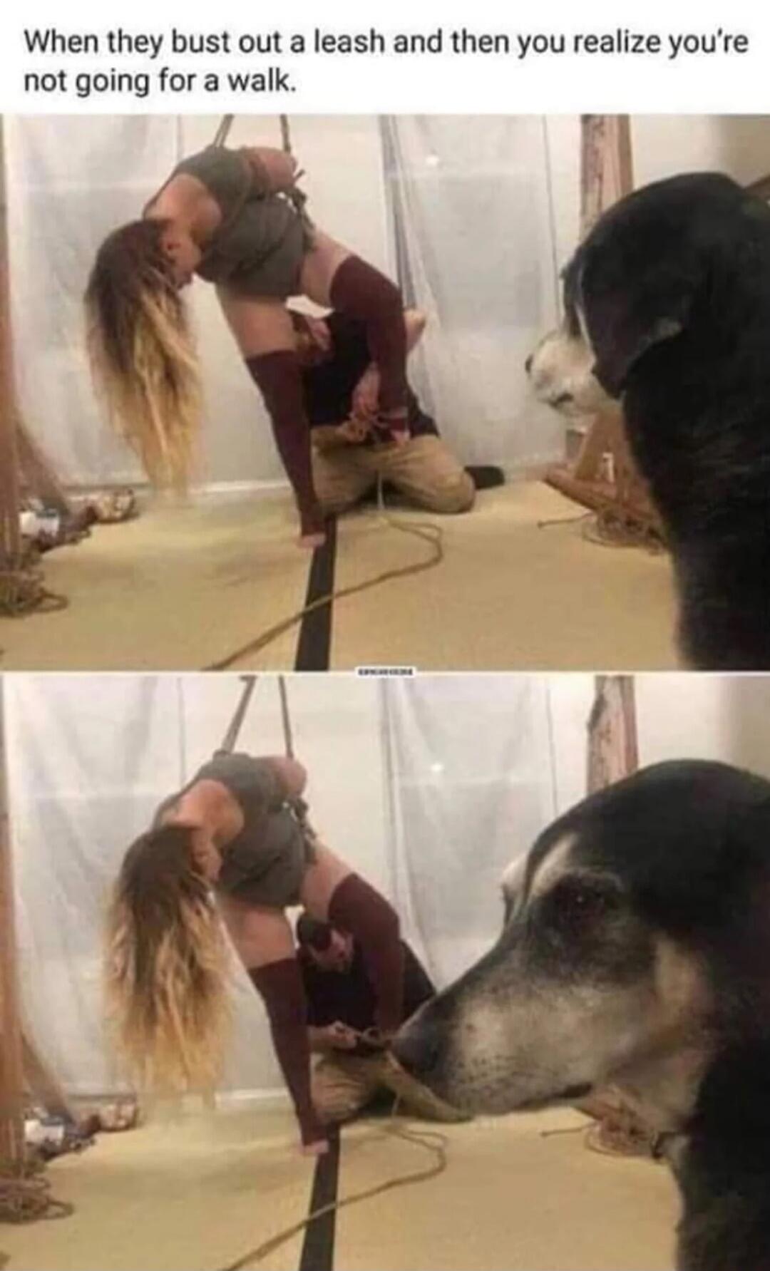 When they bust out a leash and then you realize you're not going for a walk.