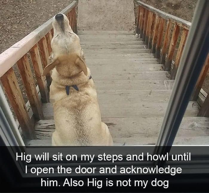 Hig will sit on my steps and how until eTol B s TNe eTeT T o RTel g TelV Yoo Y him Also Hig is not my dog