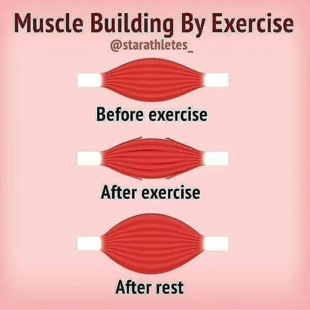 Muscle Building By Exercise starathletes_ Before exercise After exercise After rest