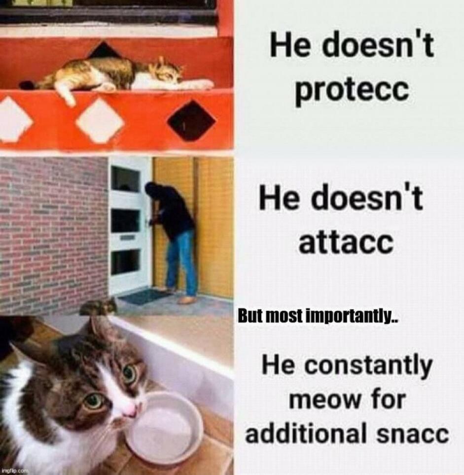 He doesnt e protecc He doesnt attacc Butmostimportanty He constantly meow for l additional snacc