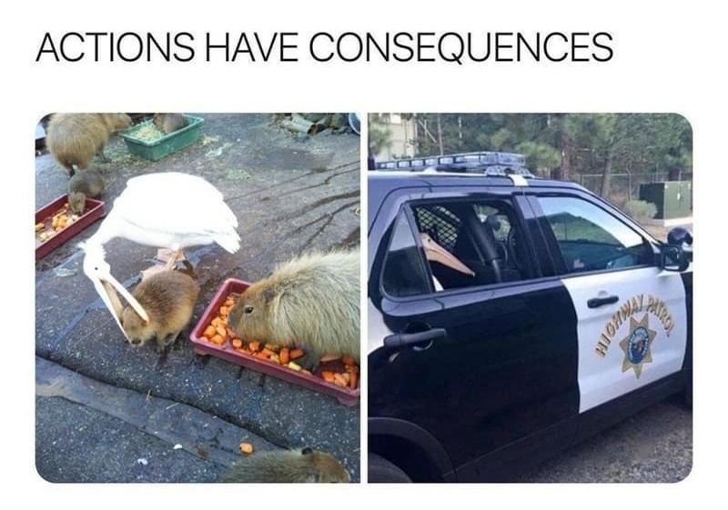 CAPYBARA MAN CAPYBARA_MAN ACTIONS HAVE CONSEQUENCES 1012 AM 3621 Twitter for iPhone