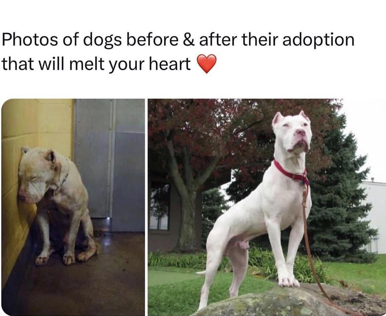 Photos of dogs before after their adoption that will melt your heart