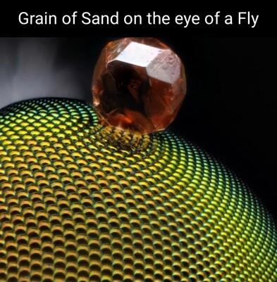 Grain of Sand on the eye of a Fly