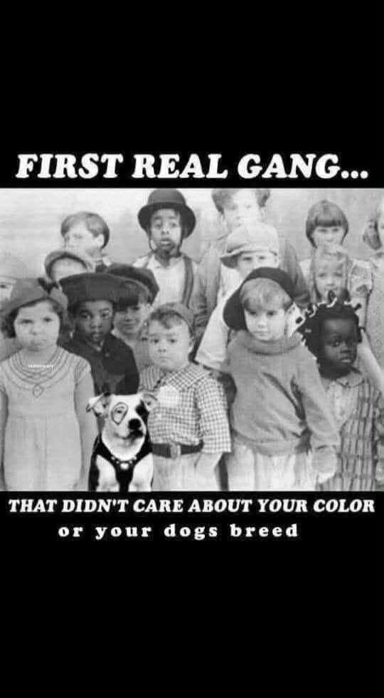 FIRST REAL GANG... THAT DIDN'T CARE ABOUT YOUR COLOR or your dogs breed