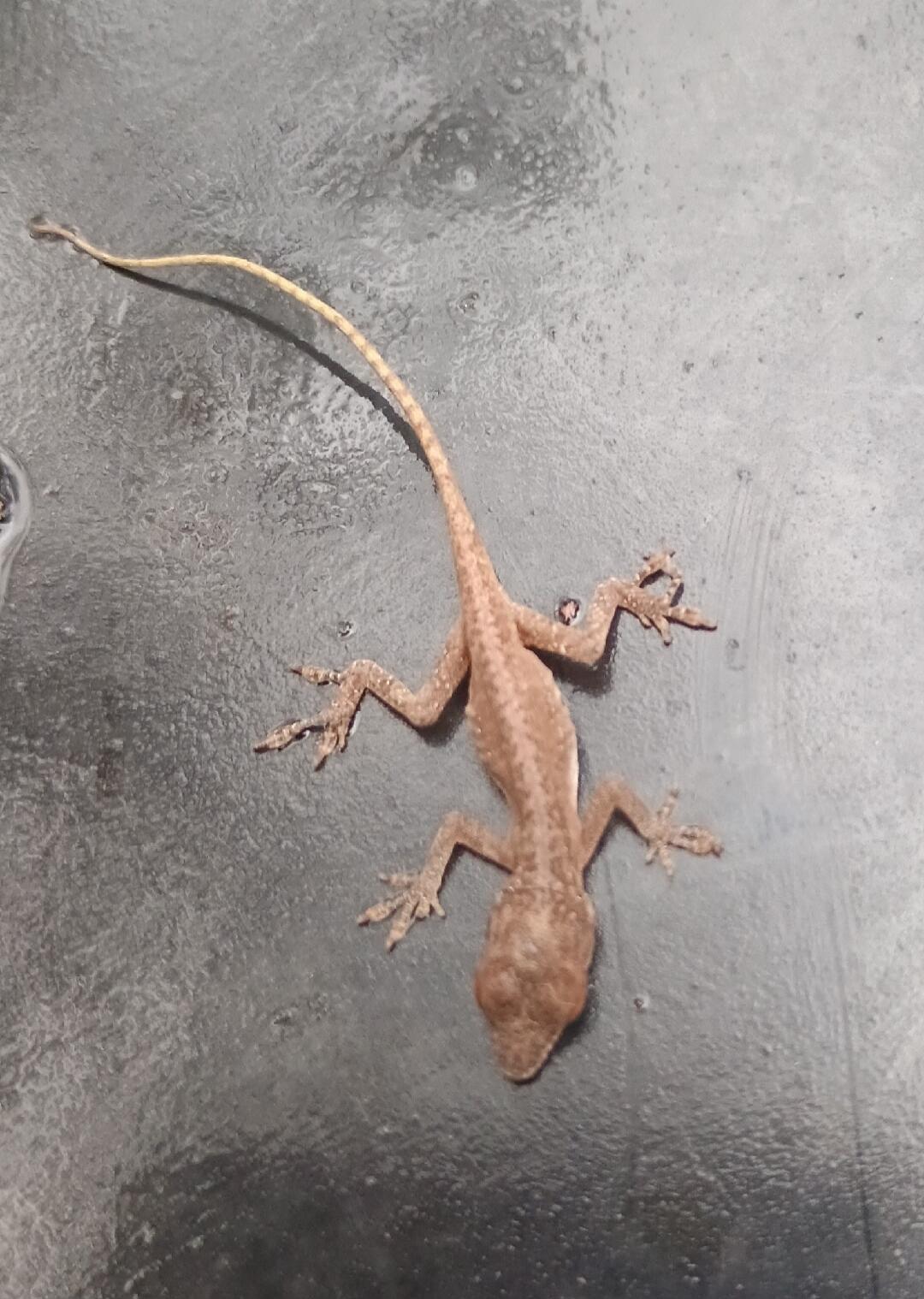 A small brown gecko-like lizard on a dark surface.