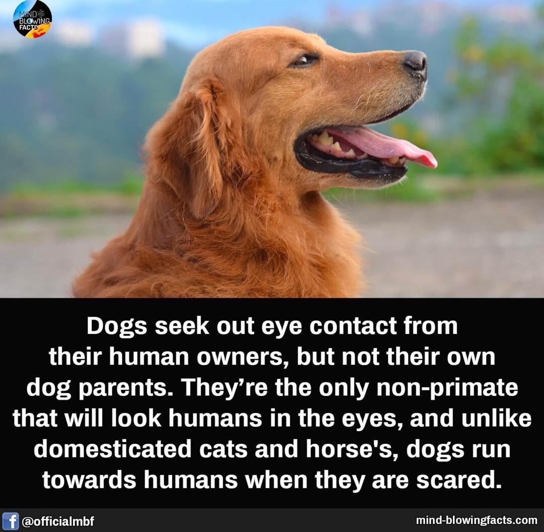 Dogs seek out eye contact from their human owners but not their own dog parents Theyre the only non primate that will look humans in the eyes and unlike domesticated cats and horses dogs run LGETG BT EGERT TN R G VTR T B officiaimbt P