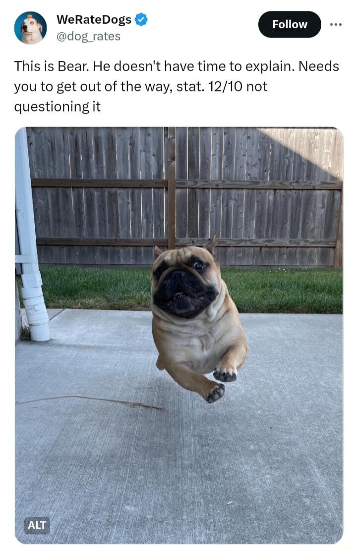 WeRateDogs pdog rates This is Bear He doesnt have time to explain Needs you to get out of the way stat 1210 not questioning it