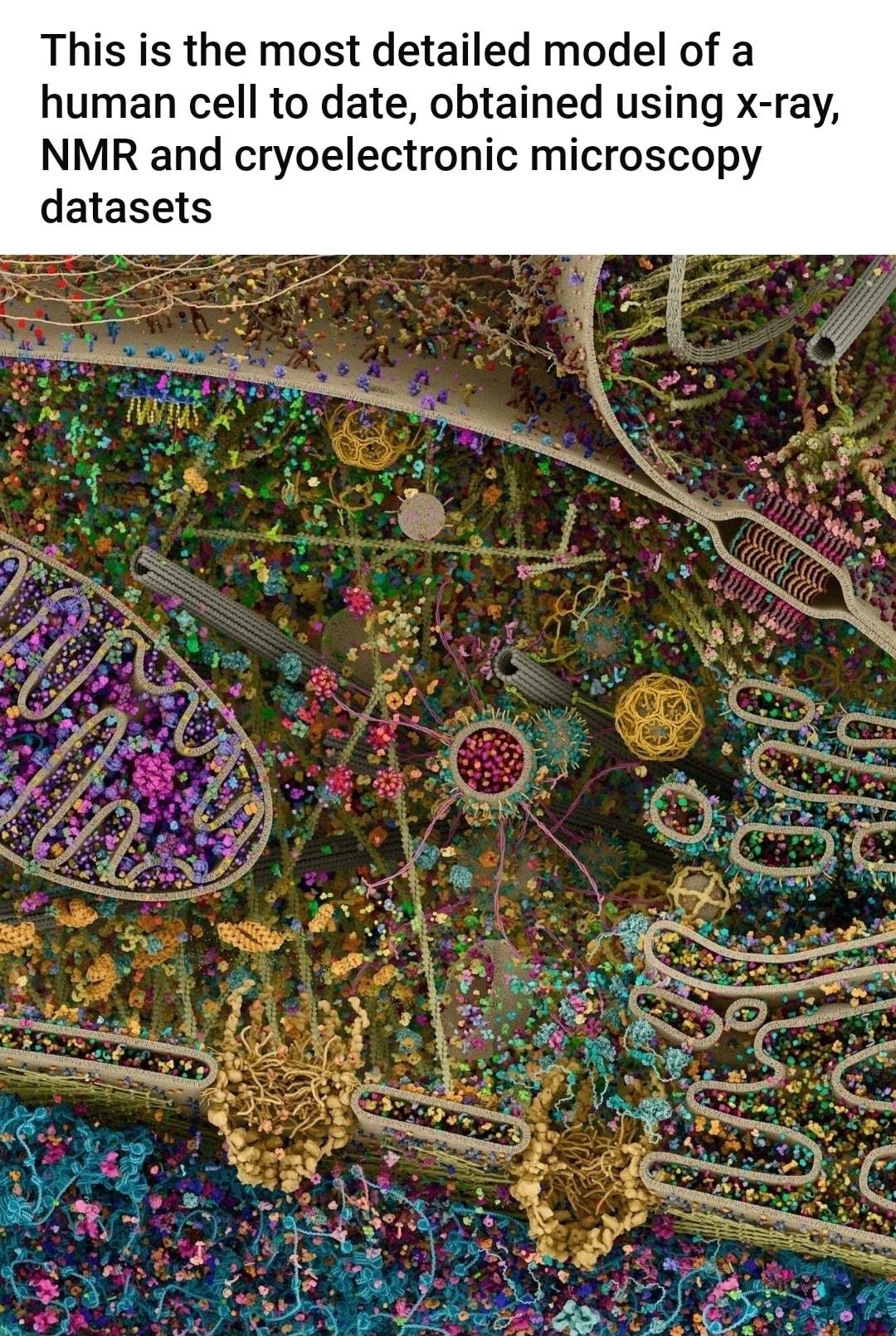 This is the most detailed model of a human cell to date obtained using x NMR and cryoelectronic microscopy datasets