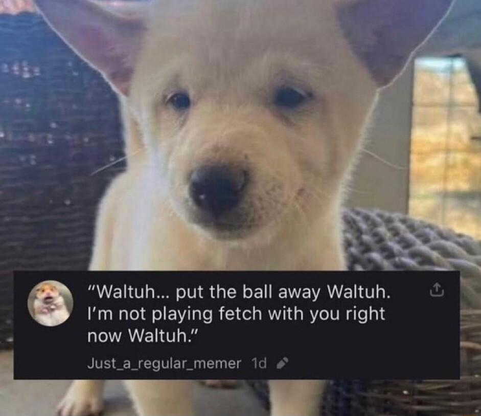 Waltuh put the ball away Waltuh Im not playing fetch with you right now Waltuh Just_a_regular_memer 1d