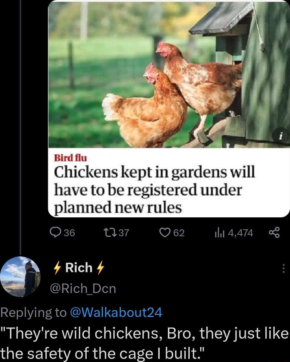 Bird flu Chickens kept in gardens will have to be registered under planned new rules W CELVLESCIQUEIELL Tl o2 Theyre wild chickens Bro they just like the safety of the cage built