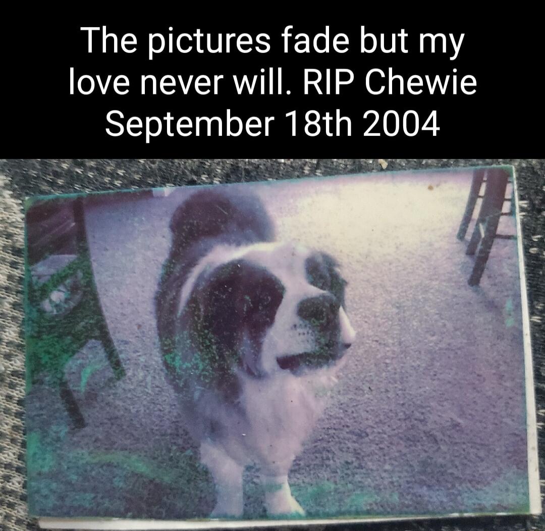 The pictures fade but my love never will RIP Chewie September 18th 2004