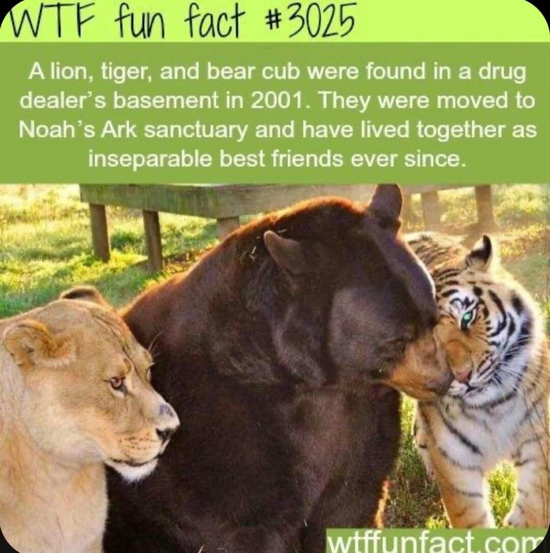 WTF fun fact 3025 B