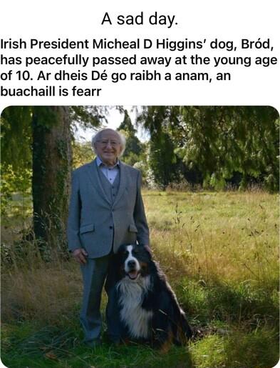 A sad day Irish President Micheal D Higgins dog Brod has peacefully passed away at the young age of 10 Ar dheis D go raibh a anam an buachaill is fearr