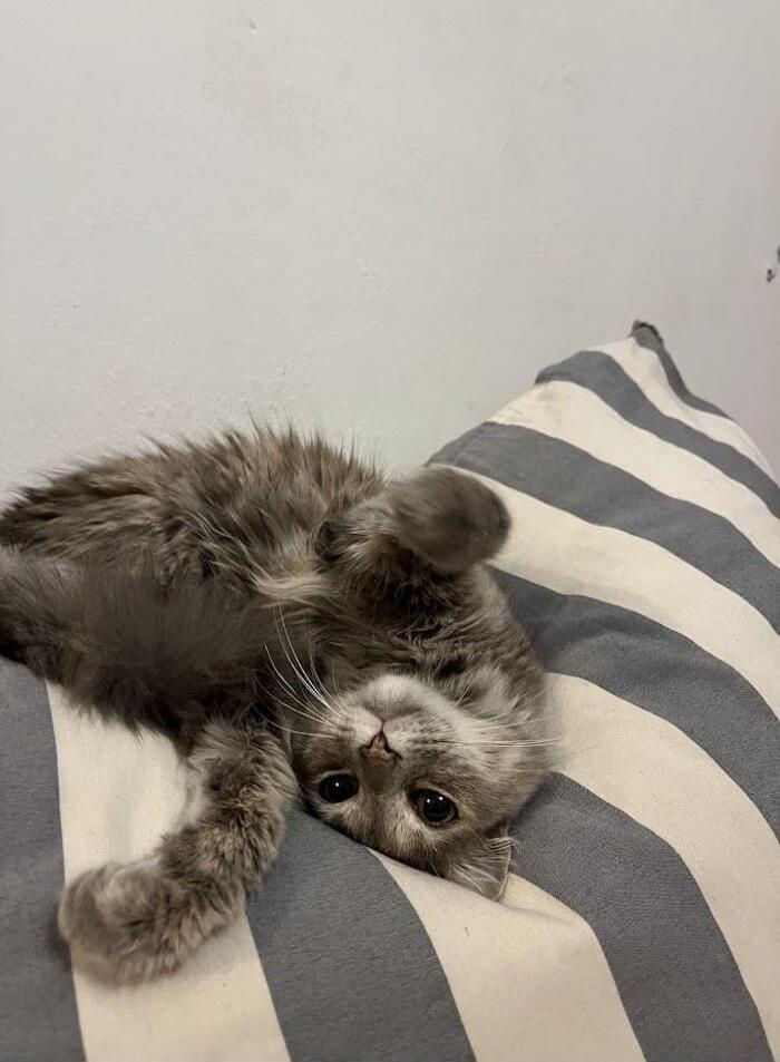 A grey kitten lying on a striped pillow.