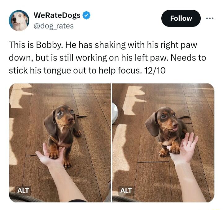 TN WeRateDogs dog_rates This is Bobby He has shaking with his right paw down but is still working on his left paw Needs to stick his tongue out to help focus 1210