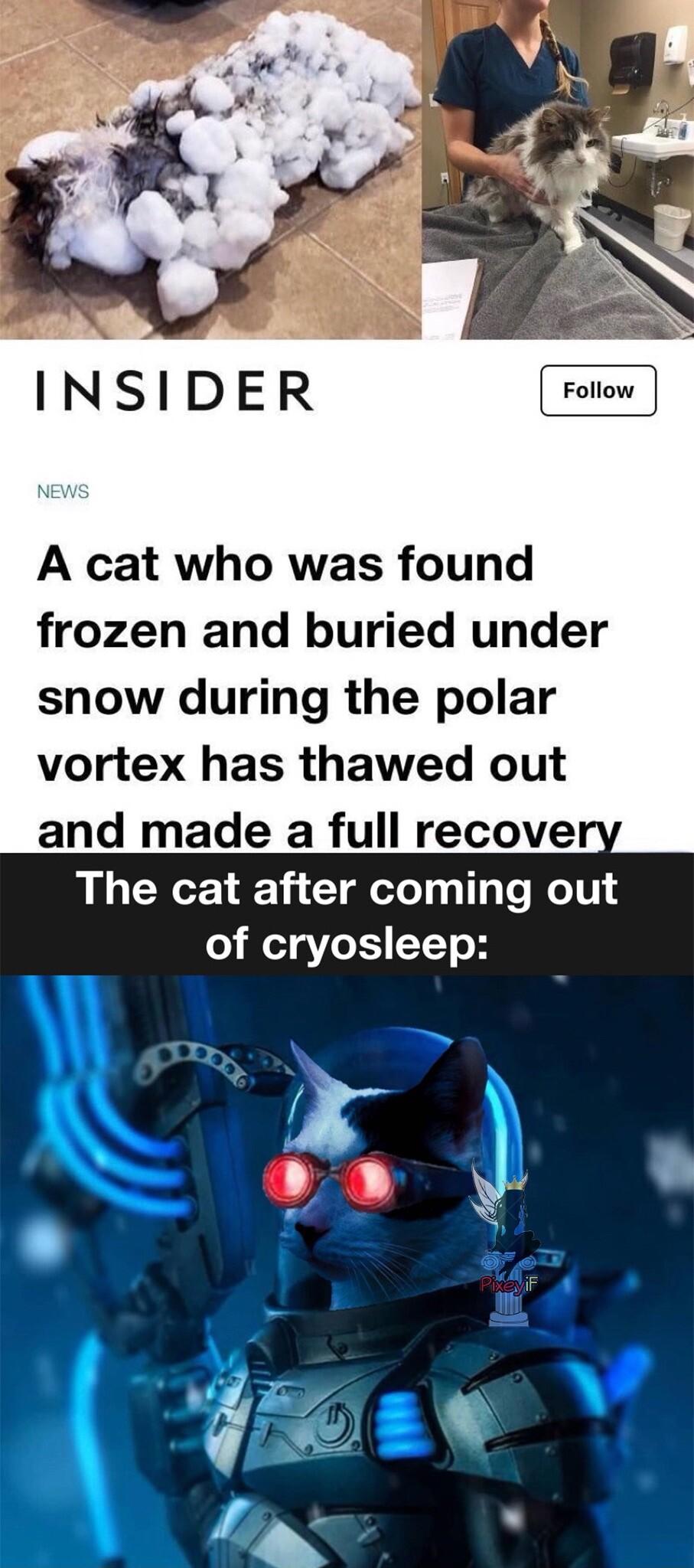 INSIDER NEws A cat who was found frozen and buried under snow during the polar vortex has thawed out The cat after coming out of cryosleep