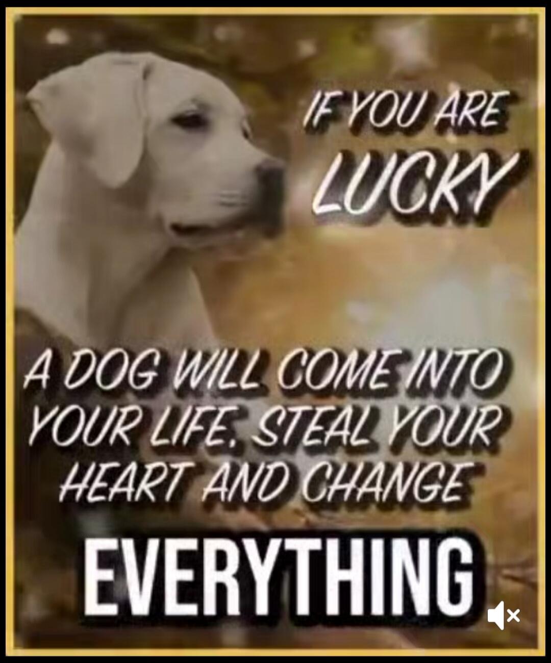 IF YOU ARE LUCKY A DOG WILL COME INTO YOUR LIFE, STEAL YOUR HEART AND CHANGE EVERYTHING