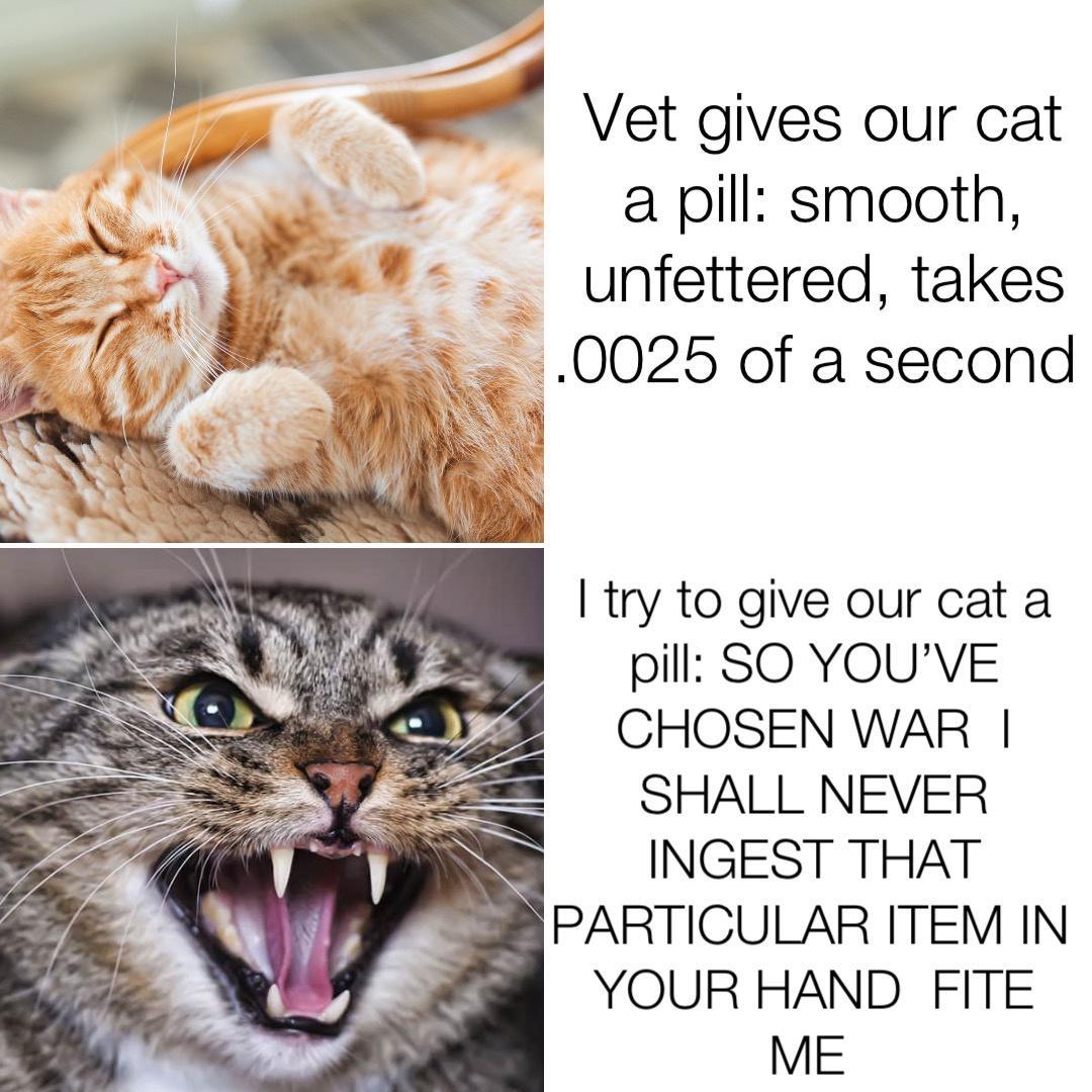 uJ Vet gives our cat a pill smooth unfettered takes 0025 of a second try to give our cat a pill SO YOUVE CHOSEN WAR SHALL NEVER INGEST THAT M PARTICULAR ITEM IN YOUR HAND FITE ME