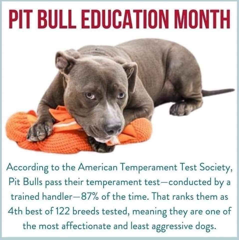 PIT BULL EDUCATION MONTH According to the American Temperament Test Society Pit Bulls pass their temperament testconducted by a trained handler87 of the time That ranks them as 4th best of 122 breeds tested meaning they are one of the most affectionate and least aggressive dogs