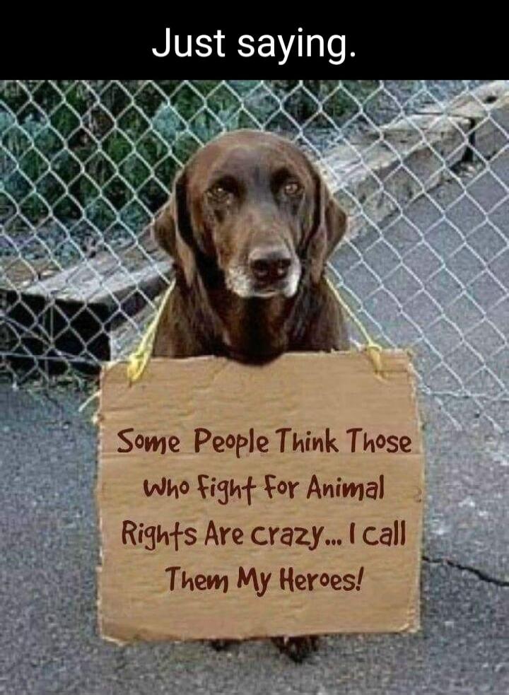 Just saying. Some People Think Those who fight For Animal Rights Are Crazy... I Call Them My Heroes!