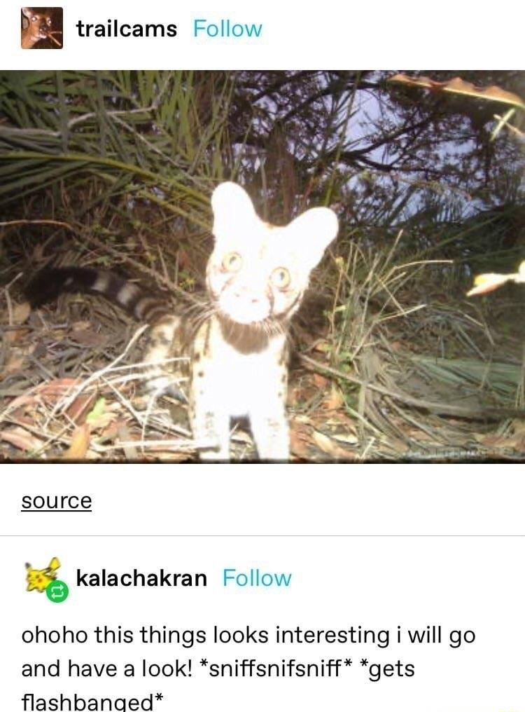 PE trailcams Follow source 3 kalachakran Follow ohoho this things looks interesting i will go and have a look sniffsnifsniff gets flashbanaed