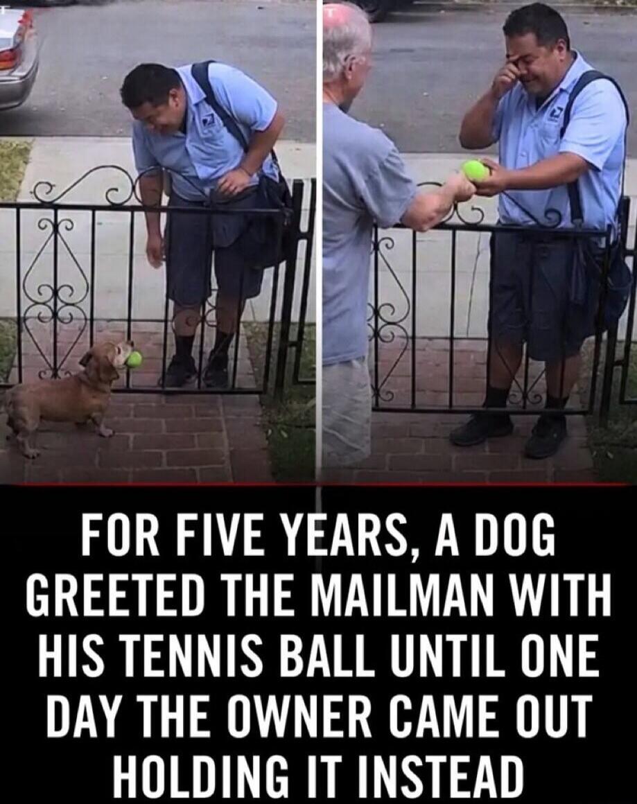 For five years, a dog greeted the mailman with his tennis ball until one day the owner came out holding it instead.