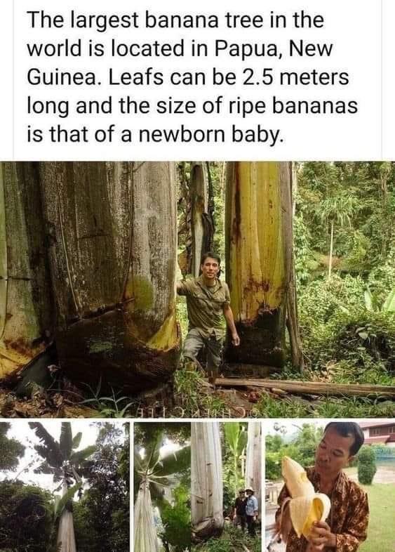 The largest banana tree in the world is located in Papua New Guinea Leafs can be 25 meters long and the size of ripe bananas is that of a newborn baby