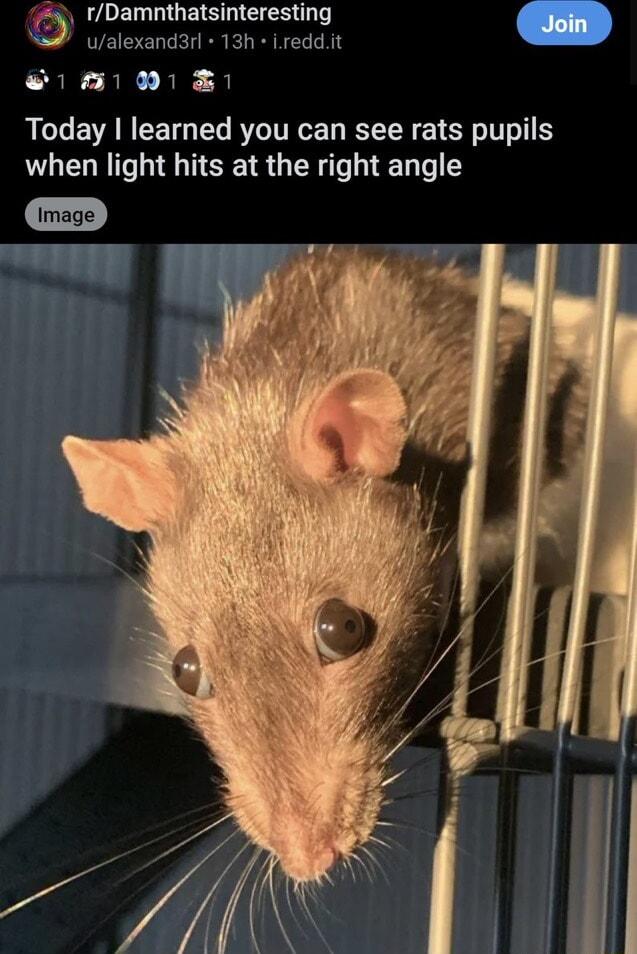 g e s areeting Join 1510 Today I learned you can see rats pupils when light hits at the right angle