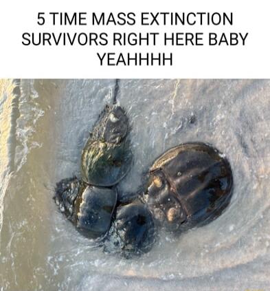 P 5 TIME MASS EXTINCTION SURVIVORS RIGHT HERE BABY YEAHHHH