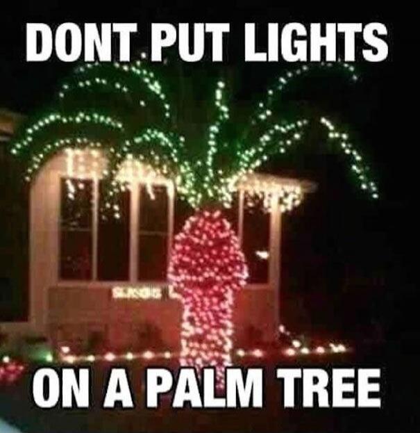 DONT PUT LIGHTS ON A PALM TREE