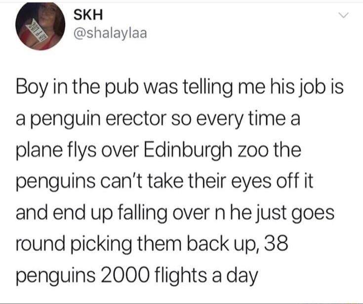 Boy in the pub was telling me his job is a penguin erector so every time a plane flys over Edinburgh zoo the penguins can't take their eyes off it and end up falling over and he just goes round picking them back up, 38 penguins 2000 flights a day