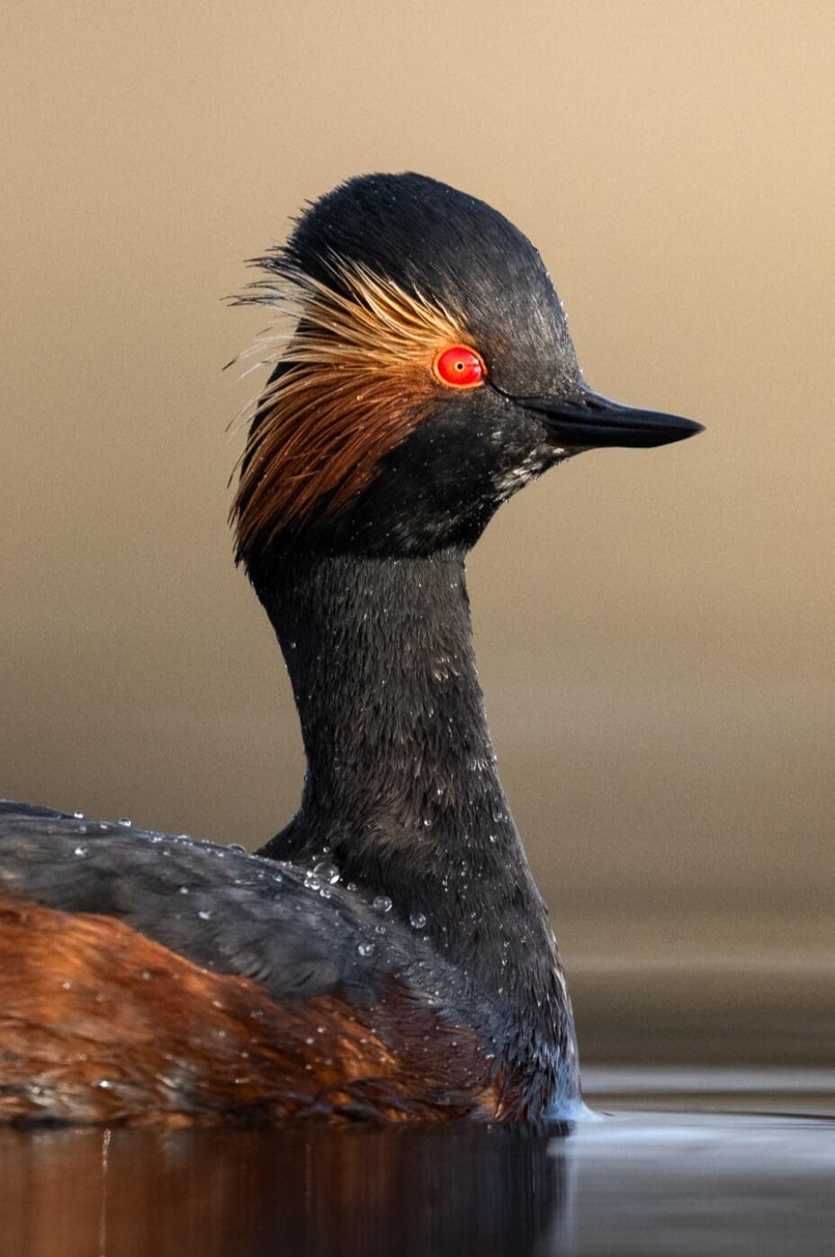 Red-eyed grebe with orange-gold plumes on the head, black neck, brown wings, and water surrounding the body.