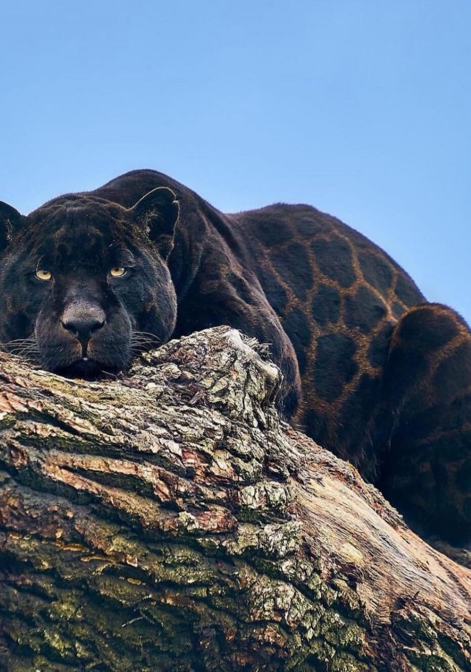 A black panther is resting on a tree branch.