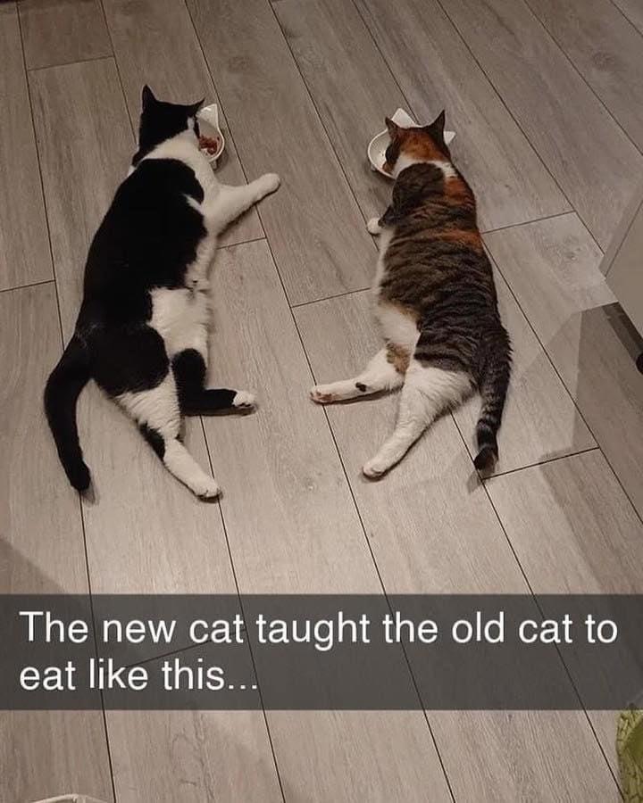 The new cat taught the old cat to eat like this
