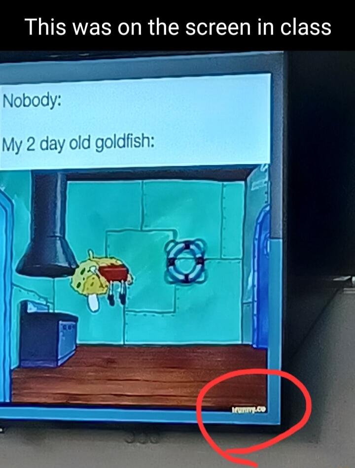 This was on the screen in class Nobody My 2 day old goldfish