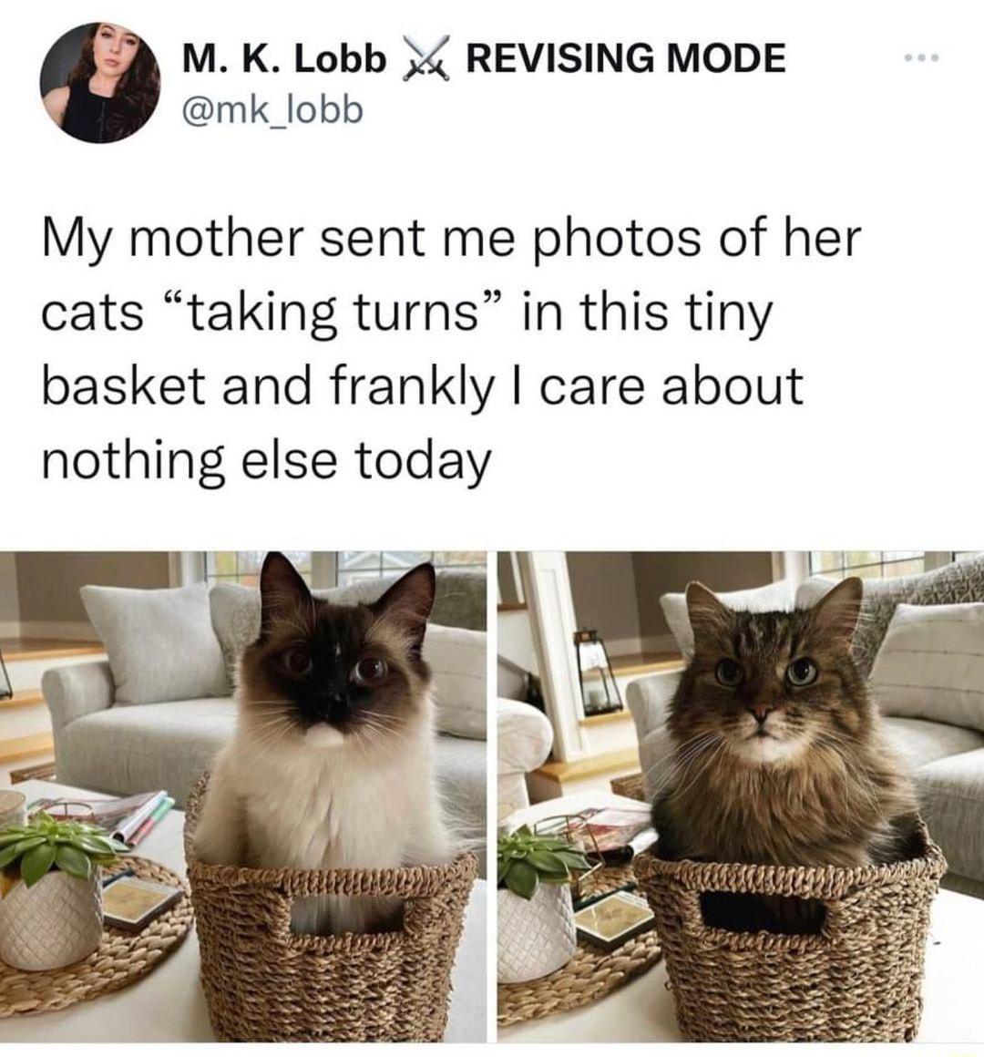 0 M K Lobb REVISING MODE mk_lobb My mother sent me photos of her cats taking turns in this tiny basket and frankly care about nothing else today