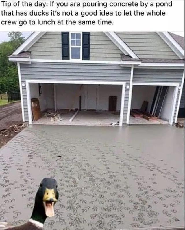 Tip of the day If you are pouring concrete by a pond that has ducks its not a good idea to let the whole crew go to lunch at the same time
