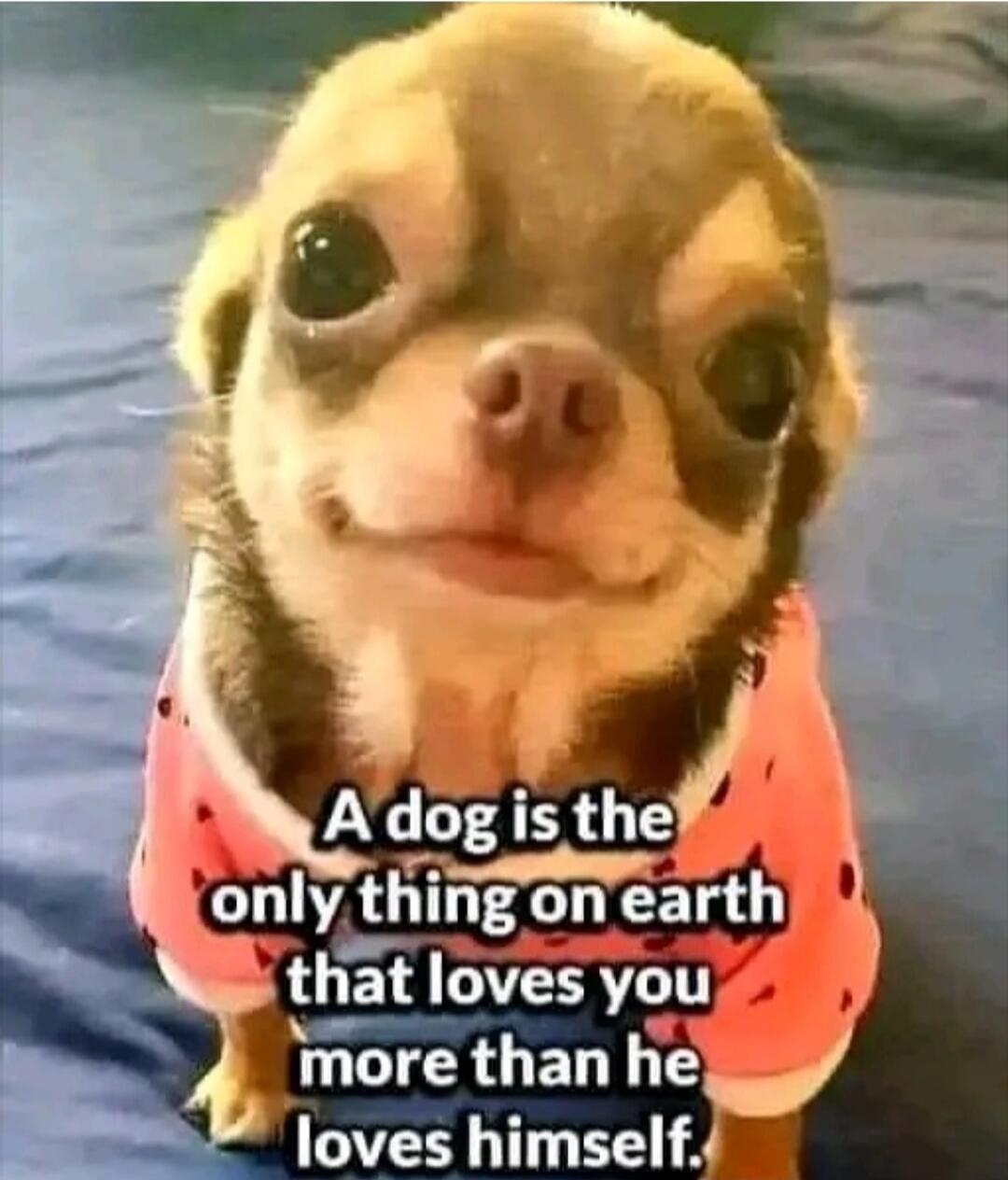 A dog is the only thing on earth that loves you more than he loves himself.