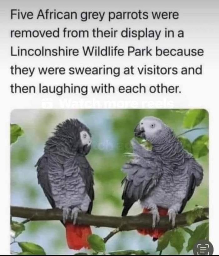 Five African grey parrots were removed from their display in a Lincolnshire Wildlife Park because they were swearing at visitors and then laughing with each other