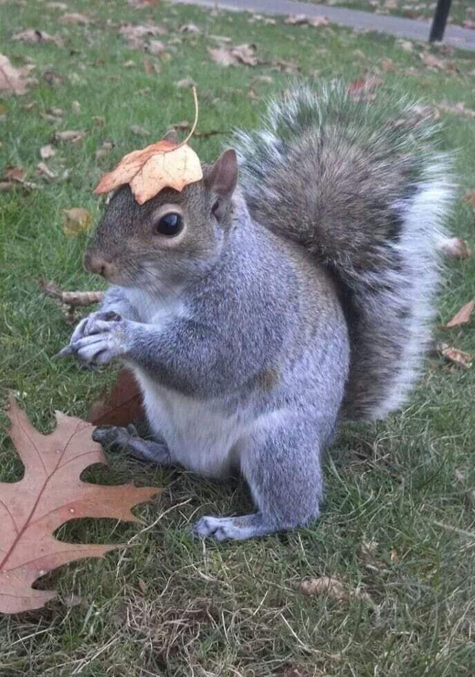 A gray squirrel with a leaf on its head.