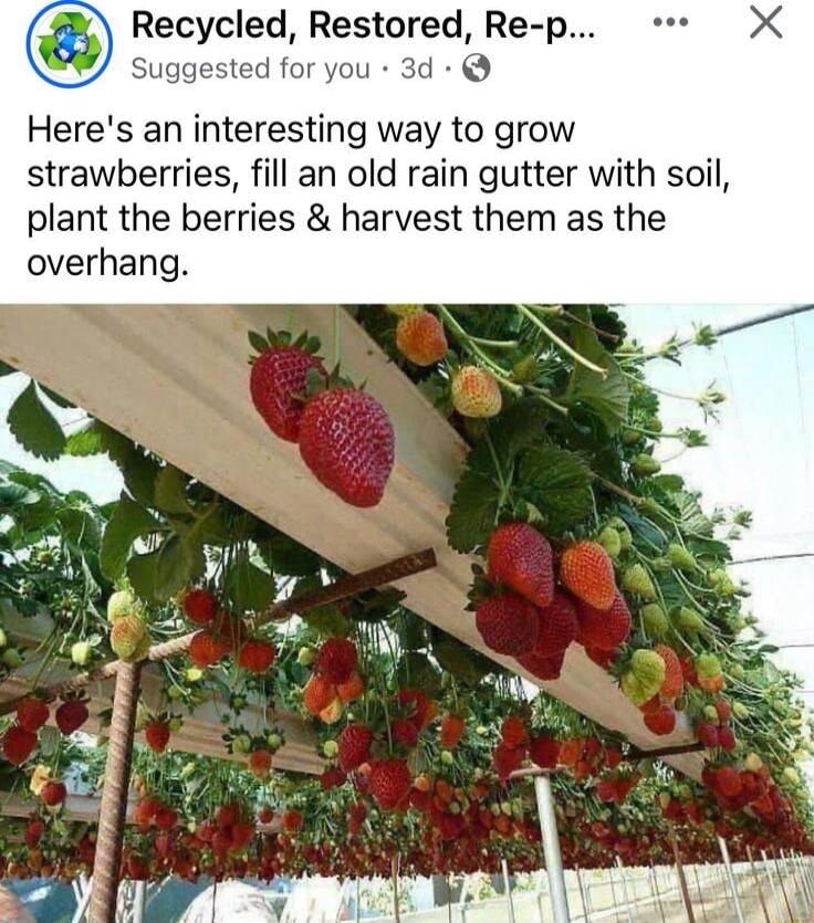 a Recycled Restored Re p Sug d Q Heres an interesting way to grow strawberries fill an old rain gutter with soil plant the berries harvest them as the overhang or you