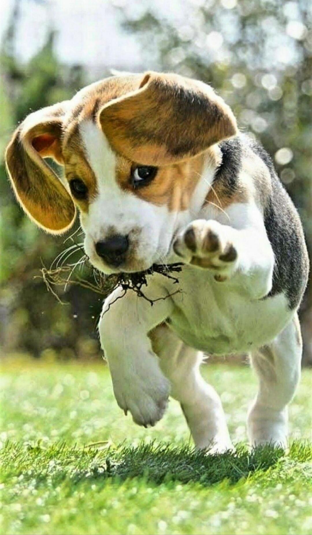 Beagle puppy playing on the grass.