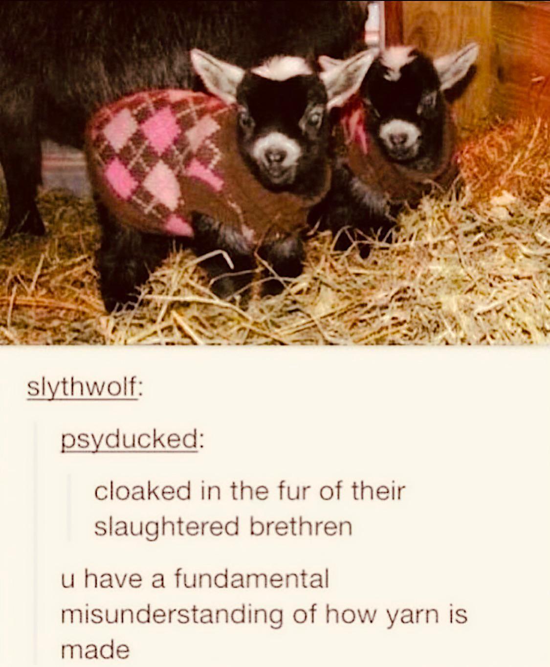 slythwolf psyducked cloaked in the fur of their slaughtered brethren u have a fundamental misunderstanding of how yarn is made