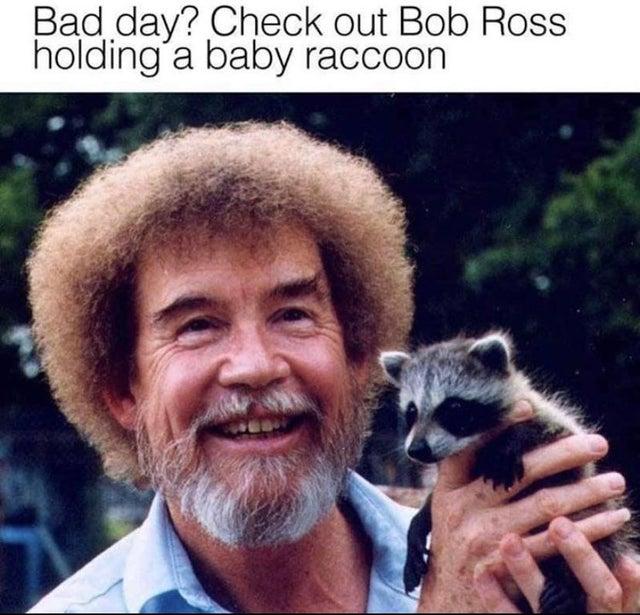 Bad day Check out Bob Ross holding a baby raccoon