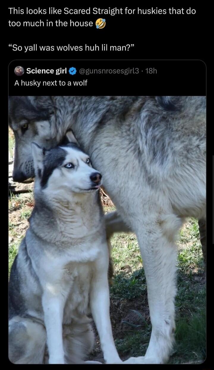 RSN RS IERLEIER ESET IS ST TH N EER G RG too much in the house So yall was wolves huh lil man science girl unsniose A husky next to a wolf